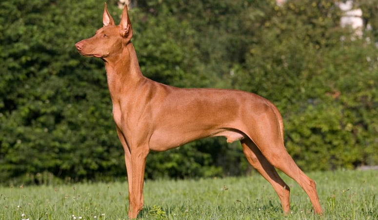 Pharaoh Hound