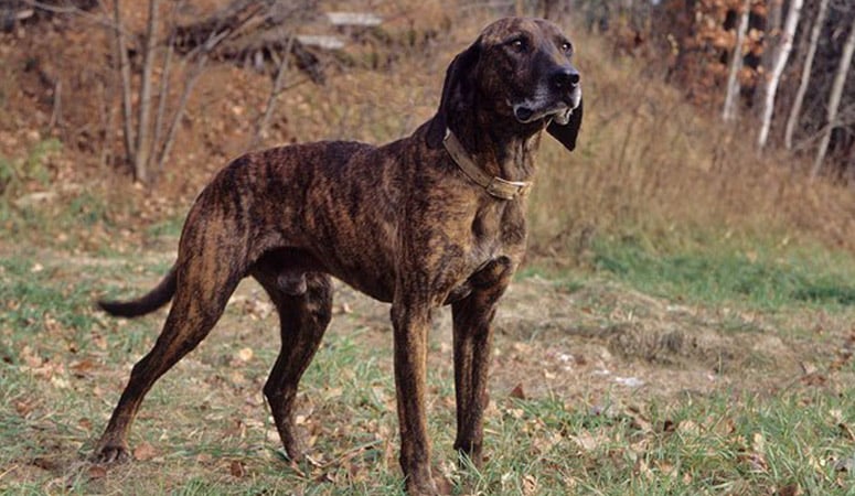 Plott Hound
