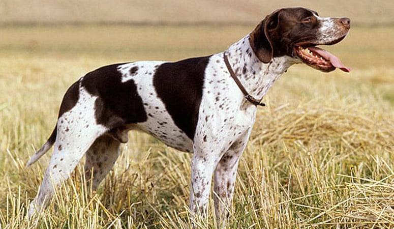 Pointer