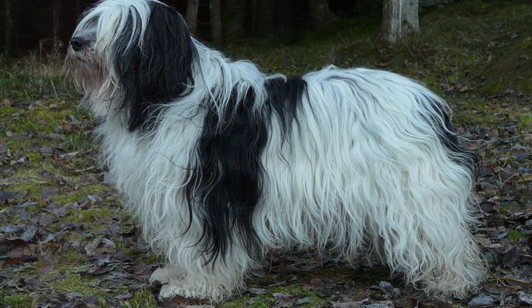 Polish Lowland Sheepdog