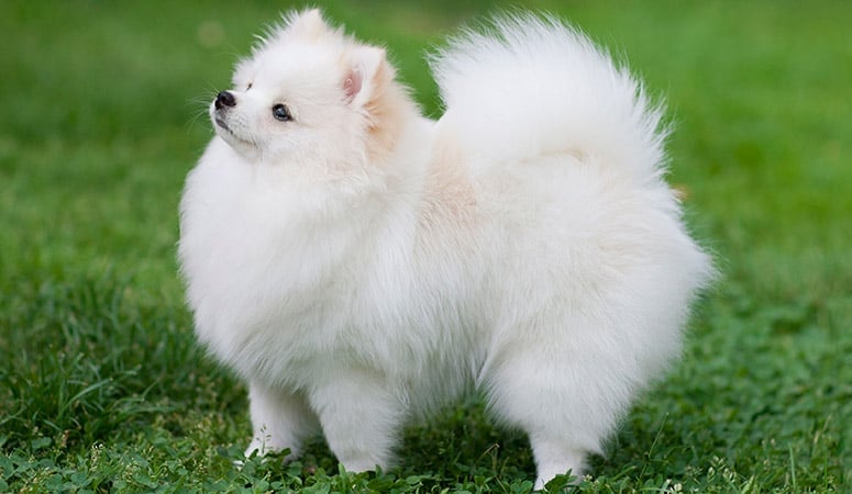 Pomeranian