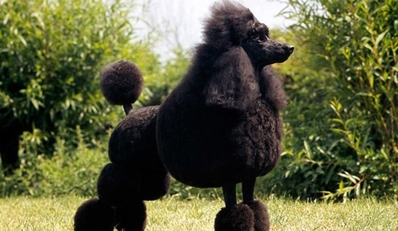 Poodle (Standard)