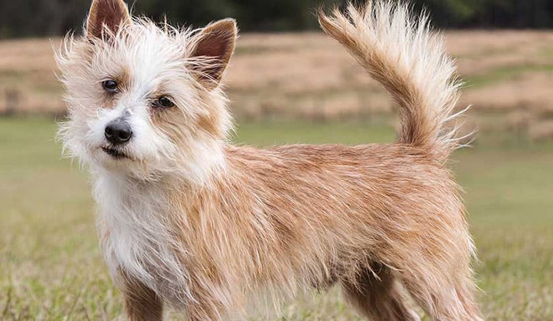 Portuguese Podengo Pequeno