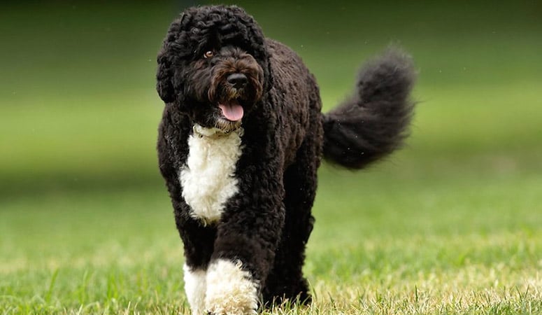 Portuguese Water Dog