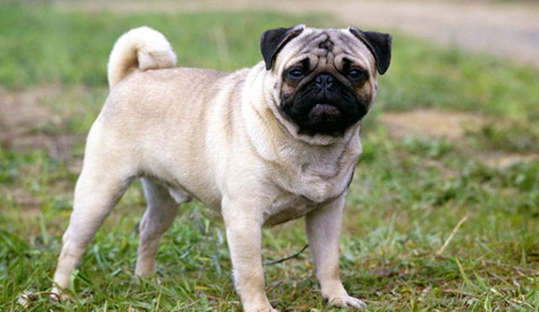 Pug