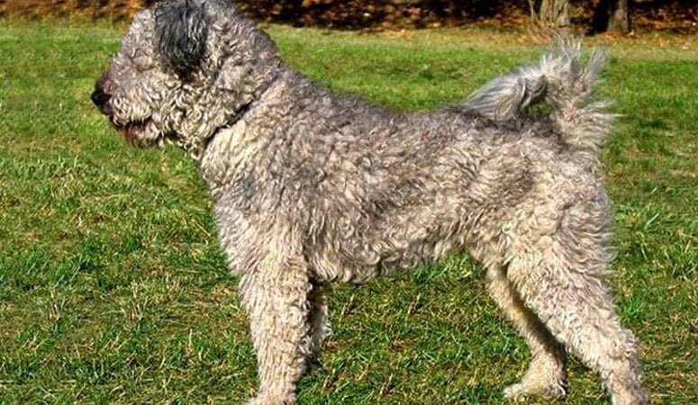Pumi