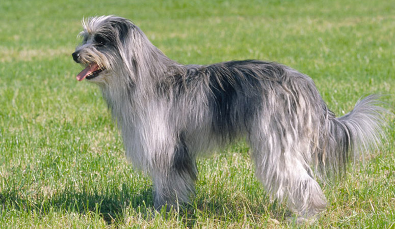 Pyrenean Shepherd
