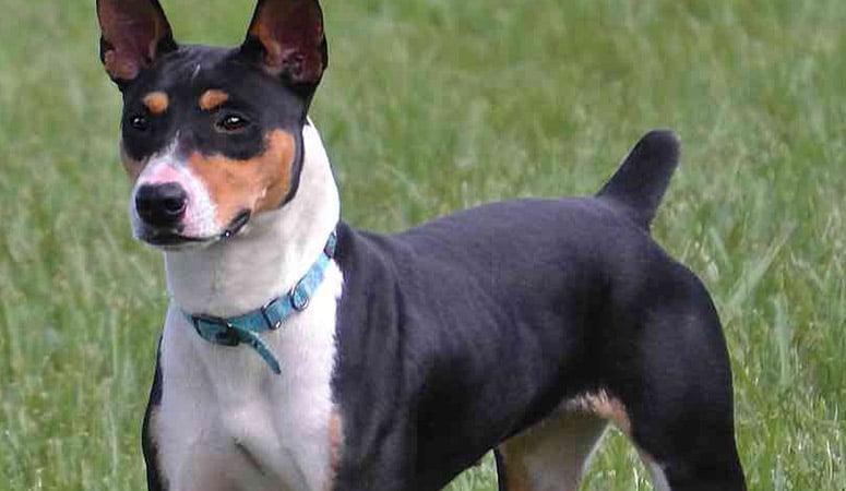 Rat Terrier