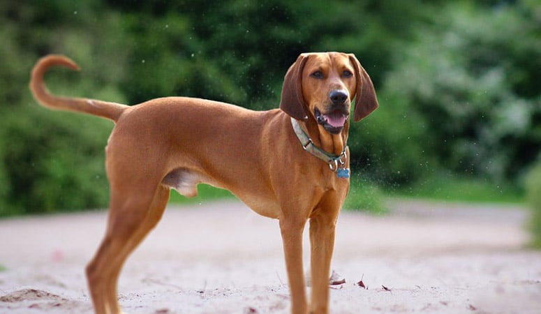 Redbone Coonhound