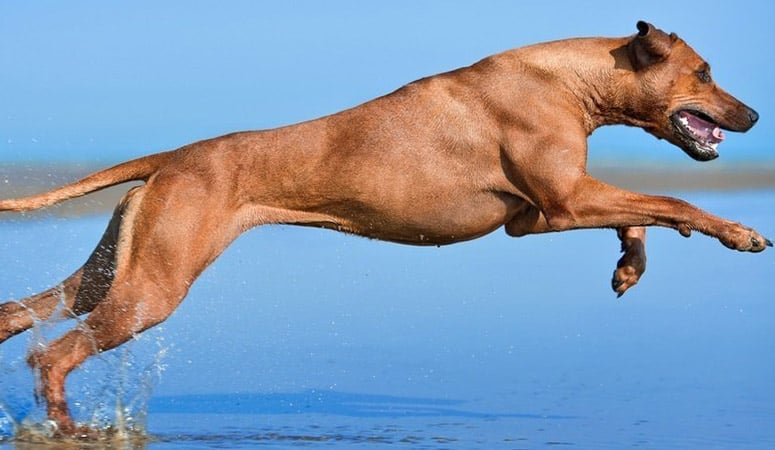 Rhodesian Ridgeback
