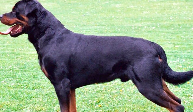 Rottweiler
