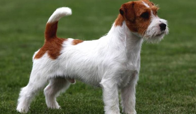 Russell Terrier