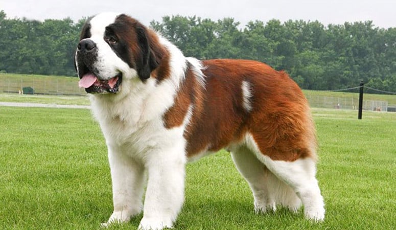 Saint Bernard