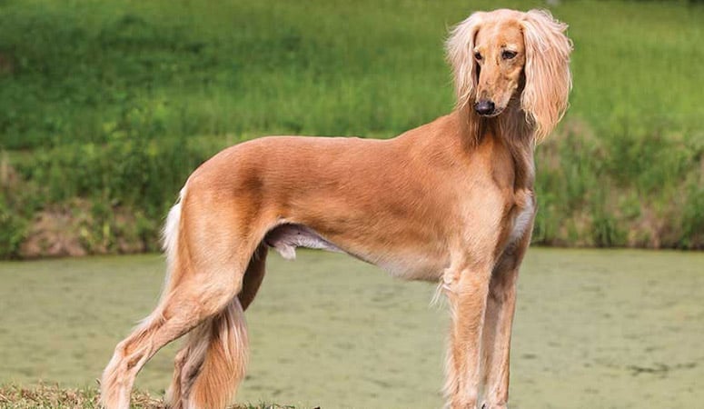 Saluki