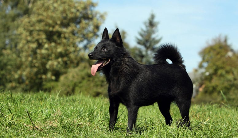 Schipperke