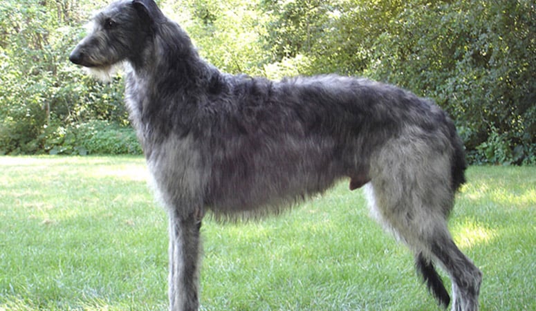 Scottish Deerhound