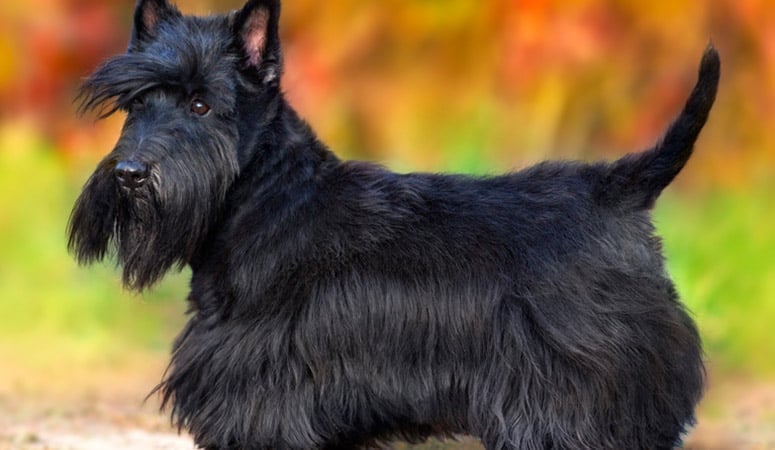 Scottish Terrier