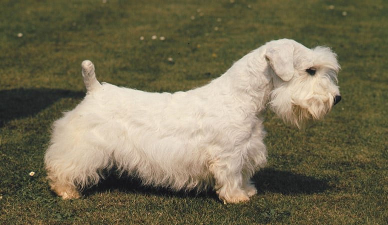 Sealyham Terrier