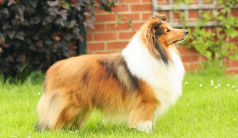 Shetland Sheepdog