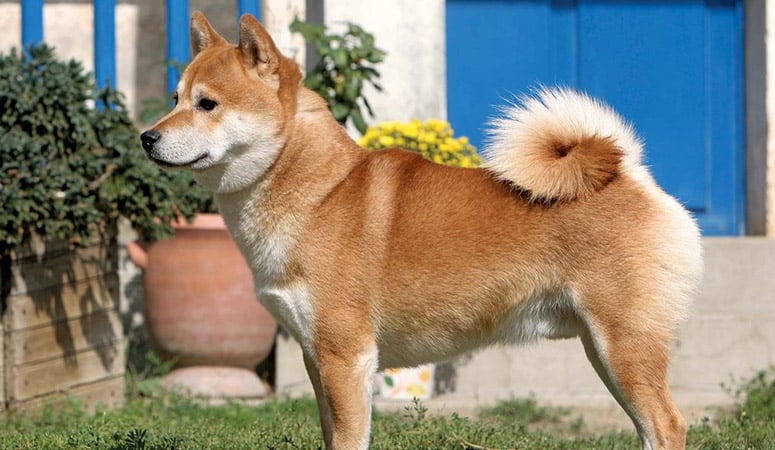Shiba Inu