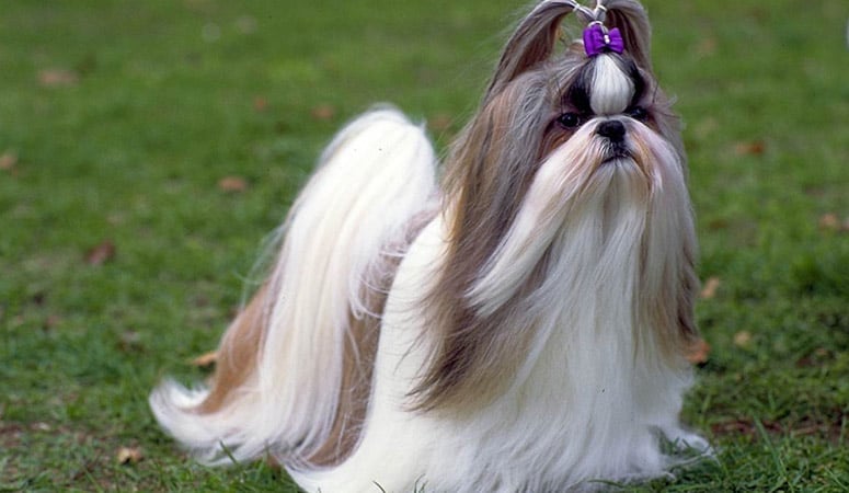 Shih Tzu