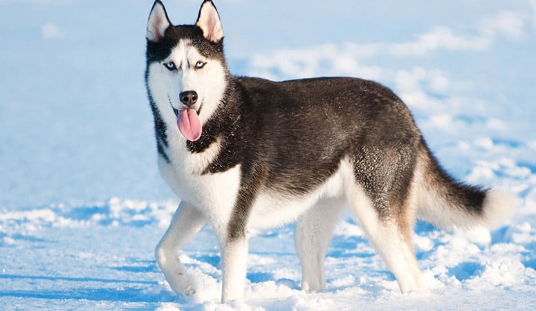 Siberian Husky
