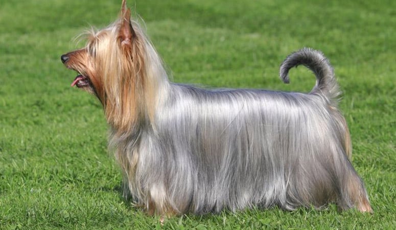 Silky Terrier