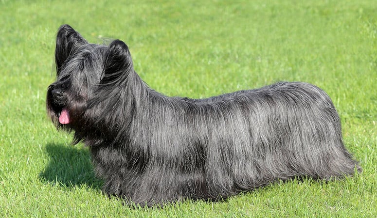 Skye Terrier