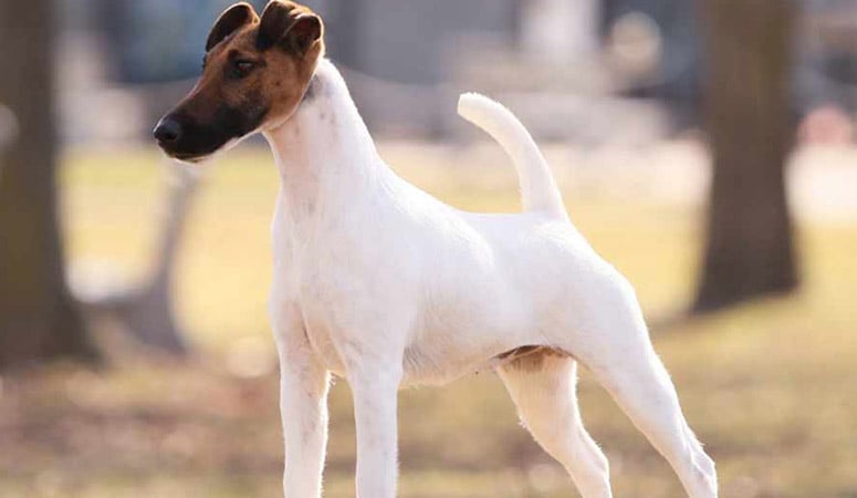 Smooth Fox Terrier