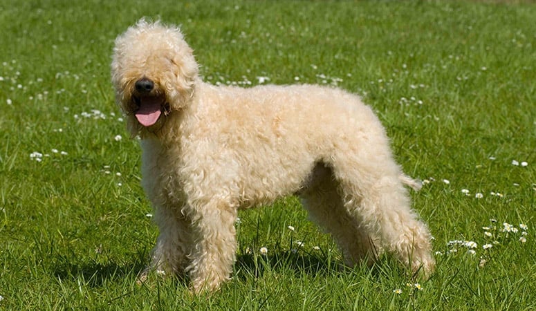 Soft Coated Wheaten Terrier