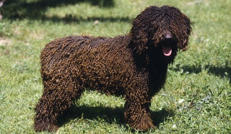 Spanish Water Dog