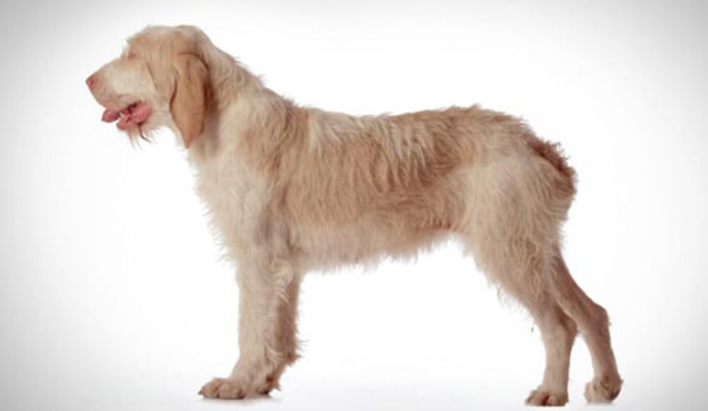 Spinone Italiano
