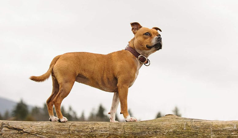 Staffordshire Bull Terrier