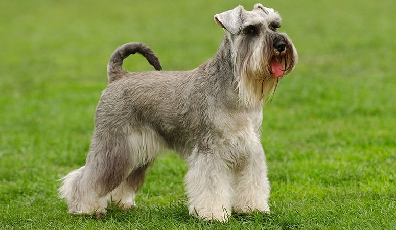 Standard Schnauzer
