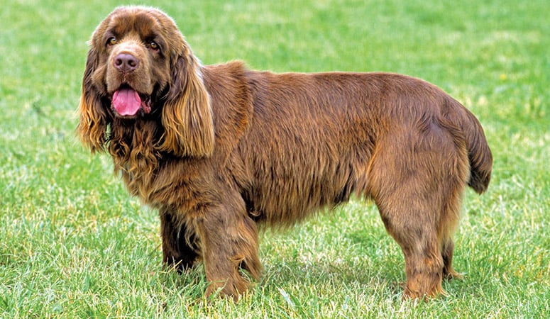 Sussex Spaniel