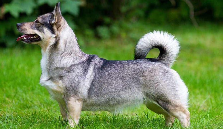 Swedish Vallhund