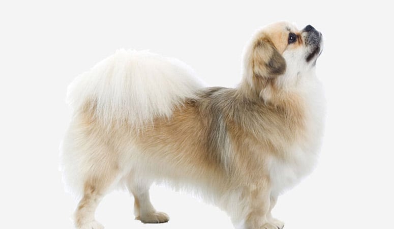 Tibetan Spaniel