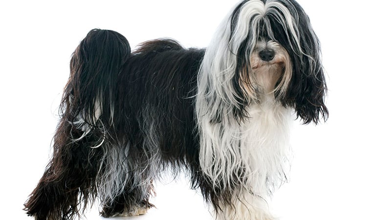 Tibetan Terrier