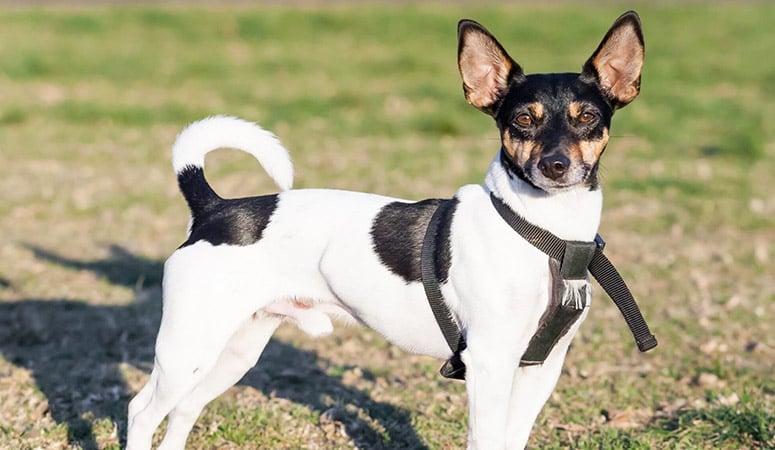 Toy Fox Terrier