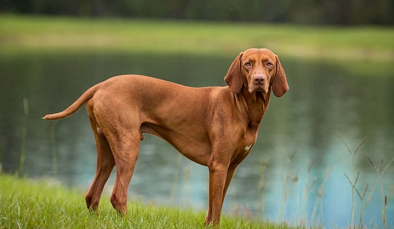 Vizsla