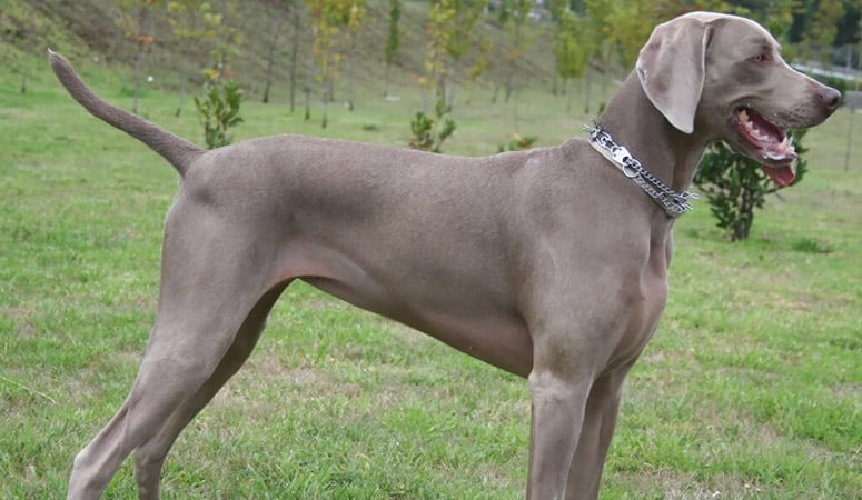 Weimaraner