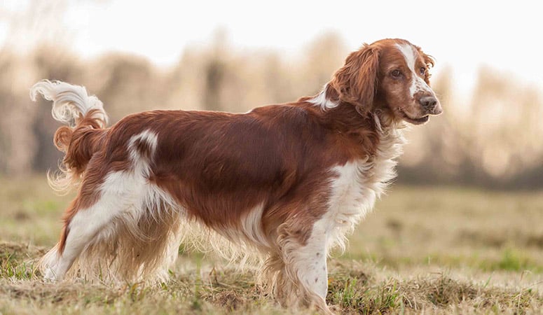 Welsh Springer Spaniel