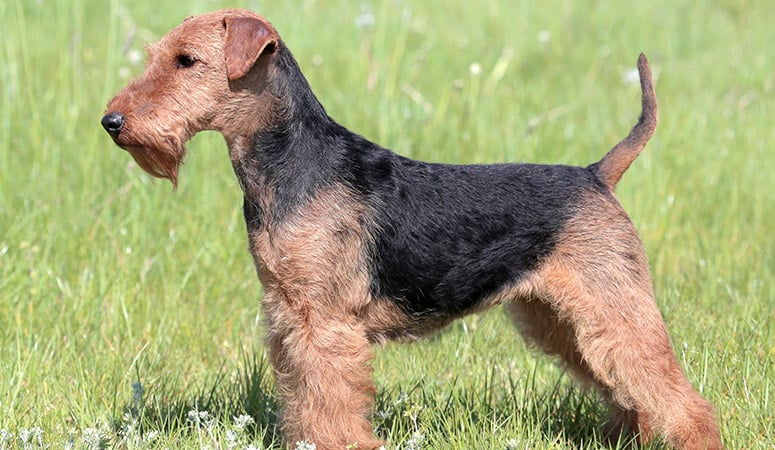 Welsh Terrier