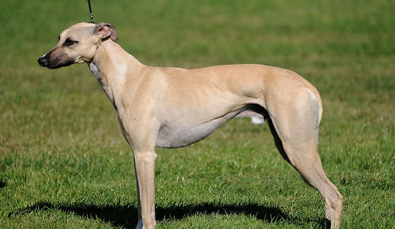 Whippet