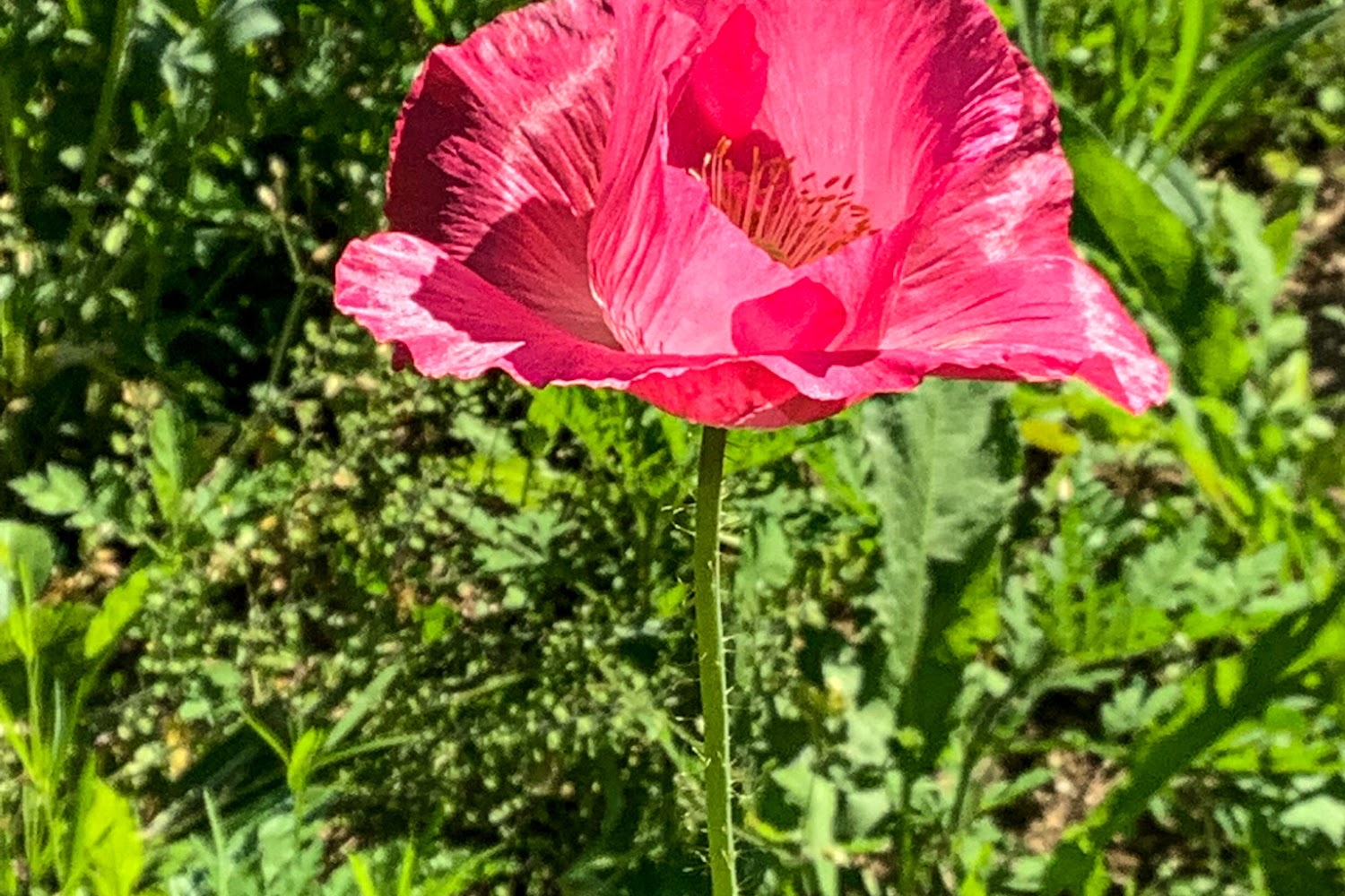 Niki's Felines Enjoying Lives of Value