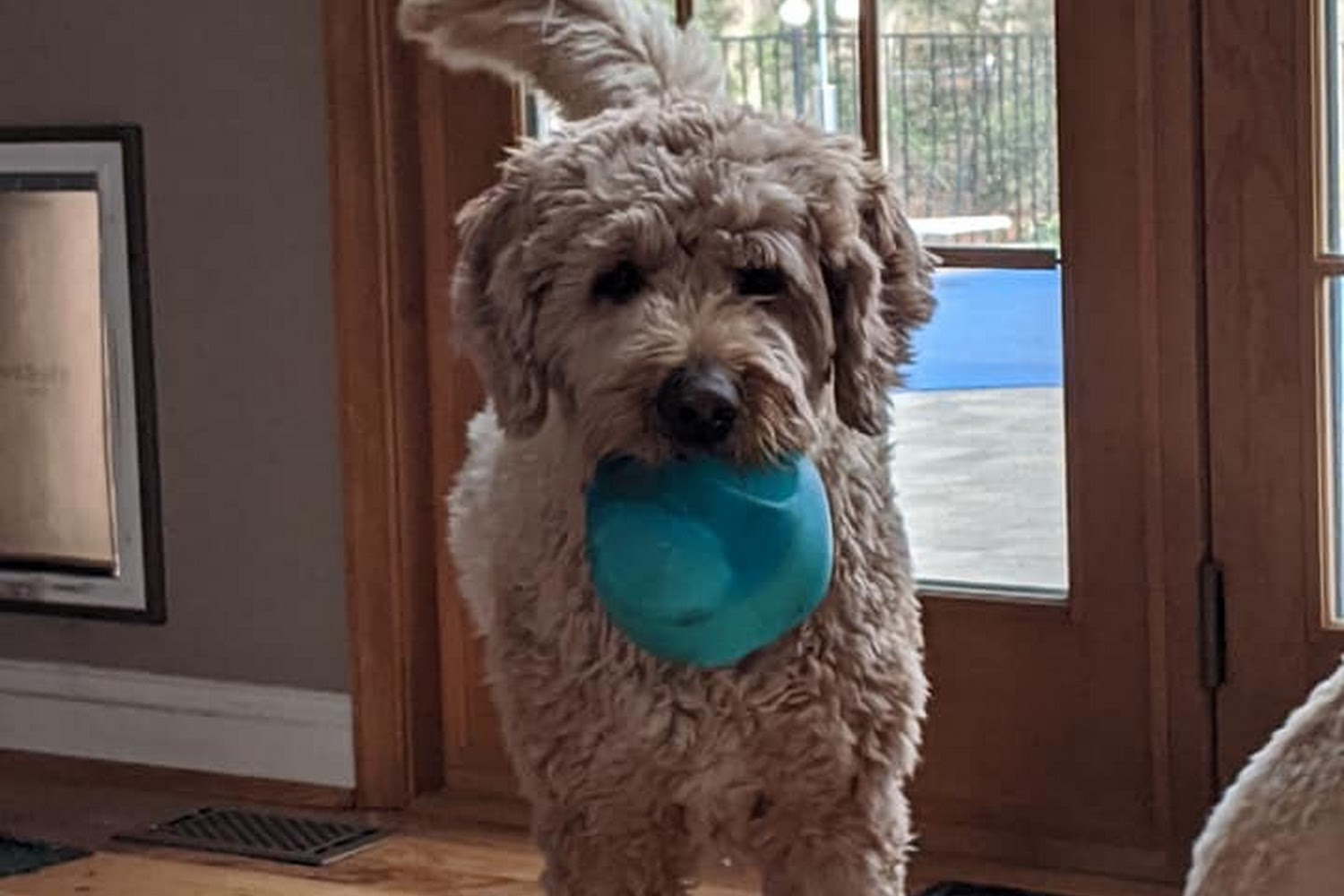 Animal Hospital of Millville