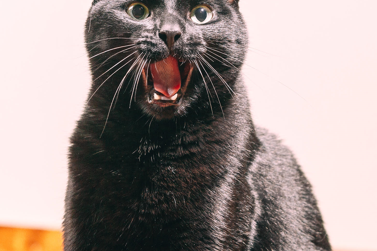 Foxmoor Animal Hospital