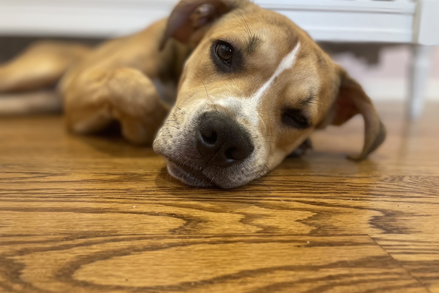 True Care Veterinary Hospital