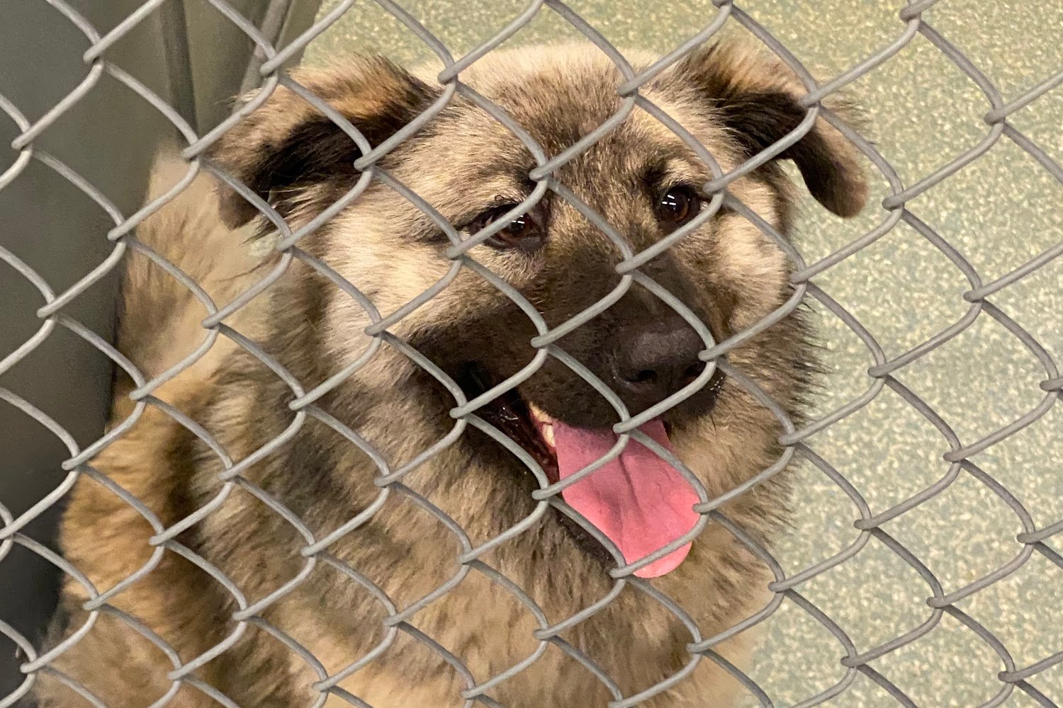 Desoto County Animal Control