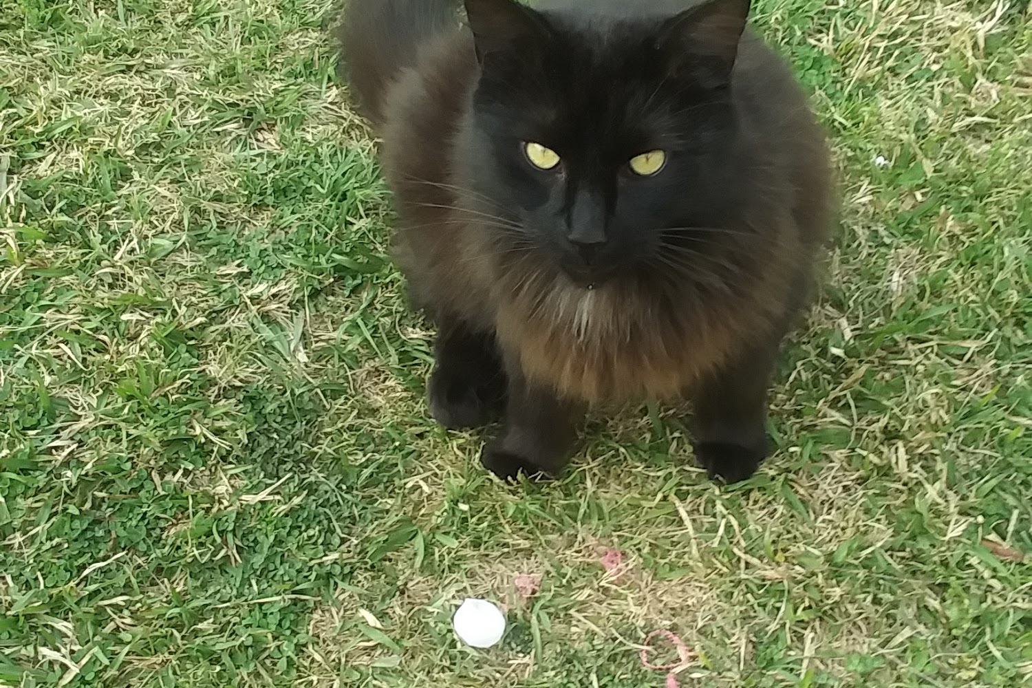 Warren Animal Hospital